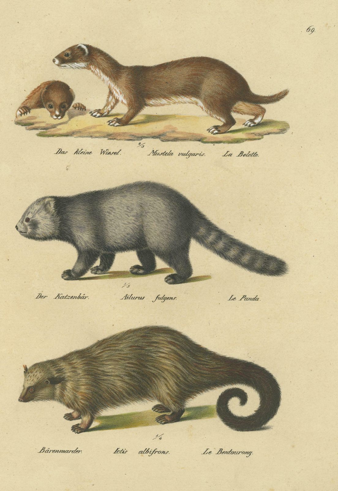 Antique Hand Colored Print Of A Weasel, Panda And Wolverine photo for sale