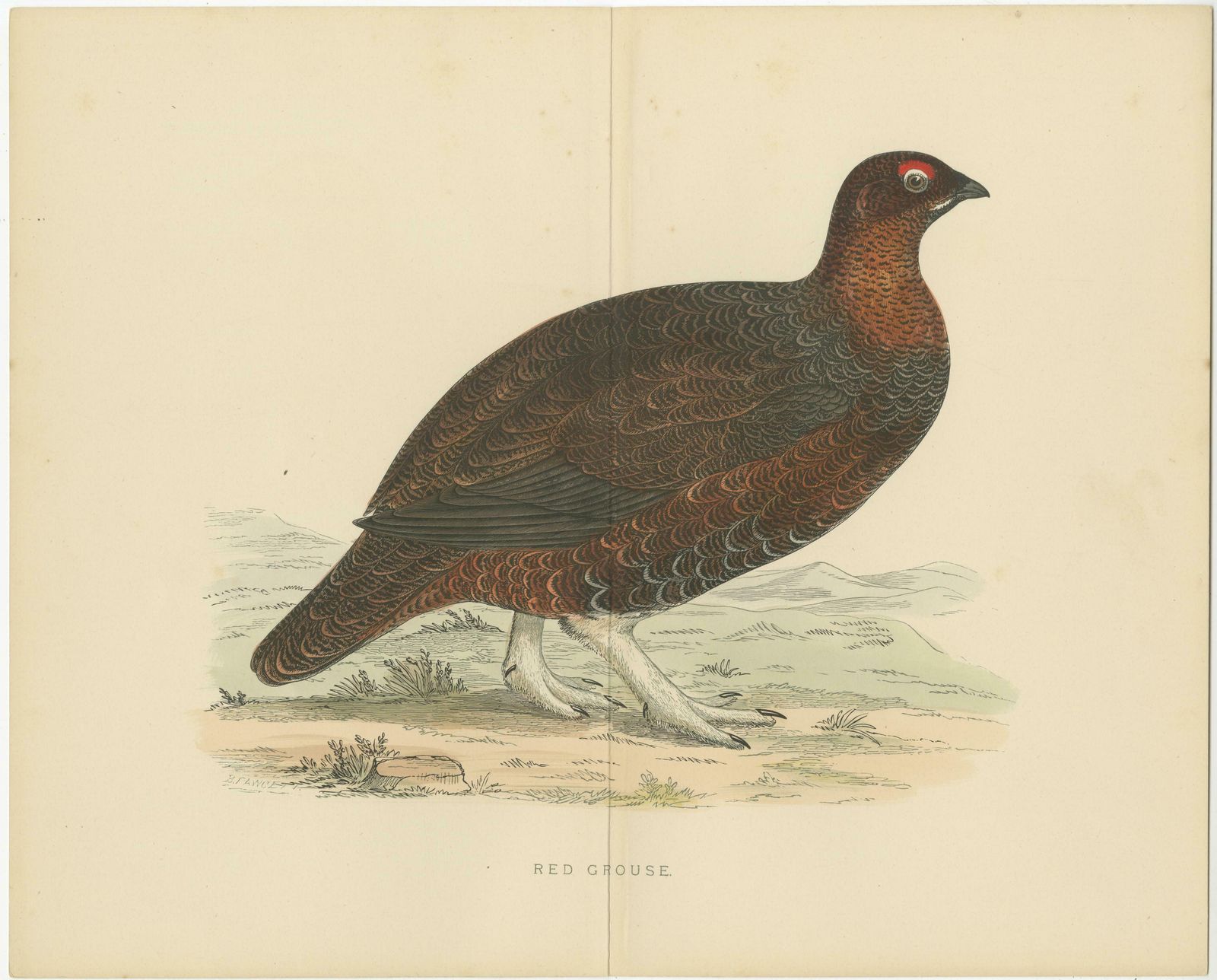 Set Of 2 Antique Prints Of A Black Grouse And Red Grouse 'With Centre Fold' photo for sale
