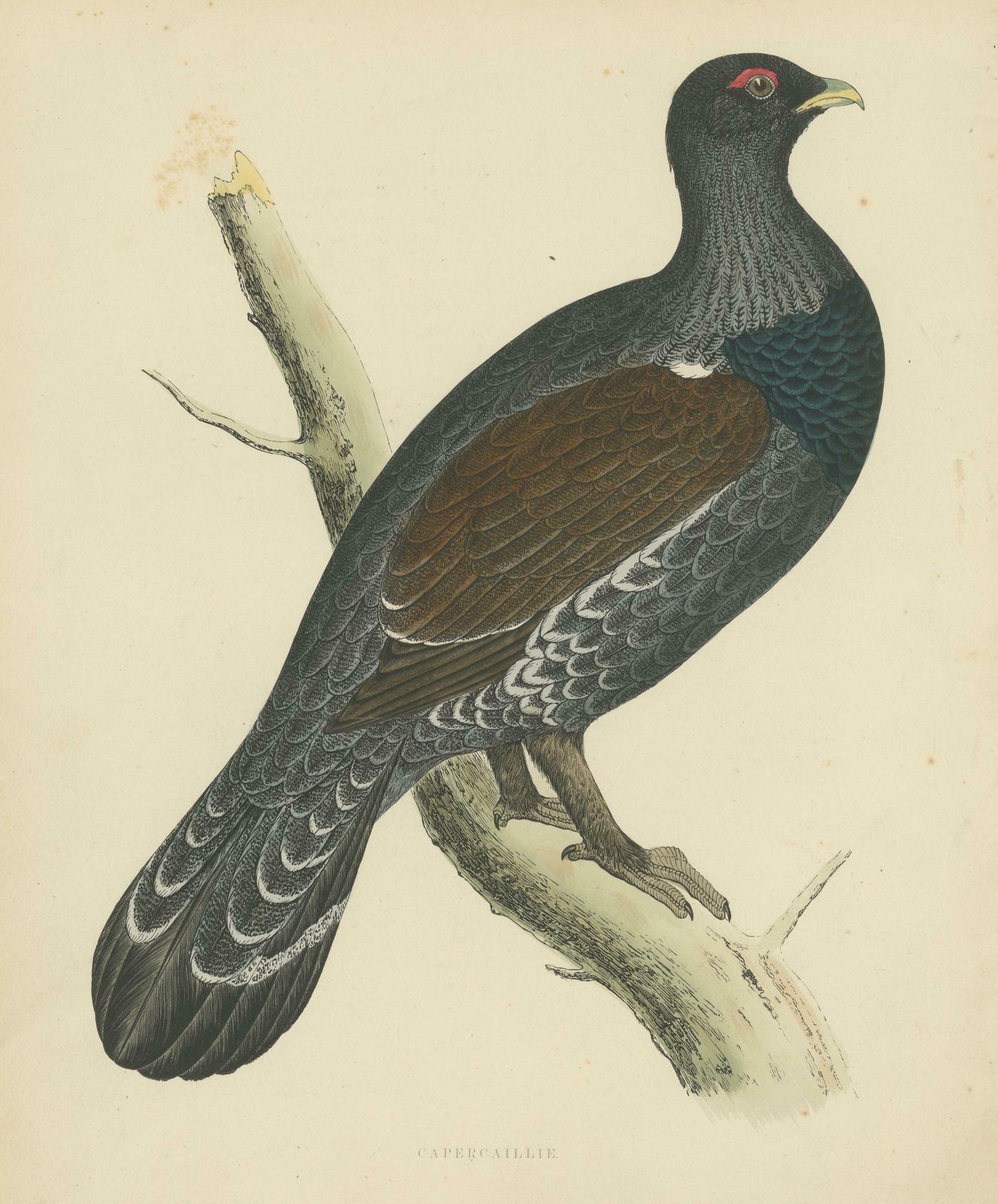 Original Antique Print Of A Capercaillie Bird photo for sale