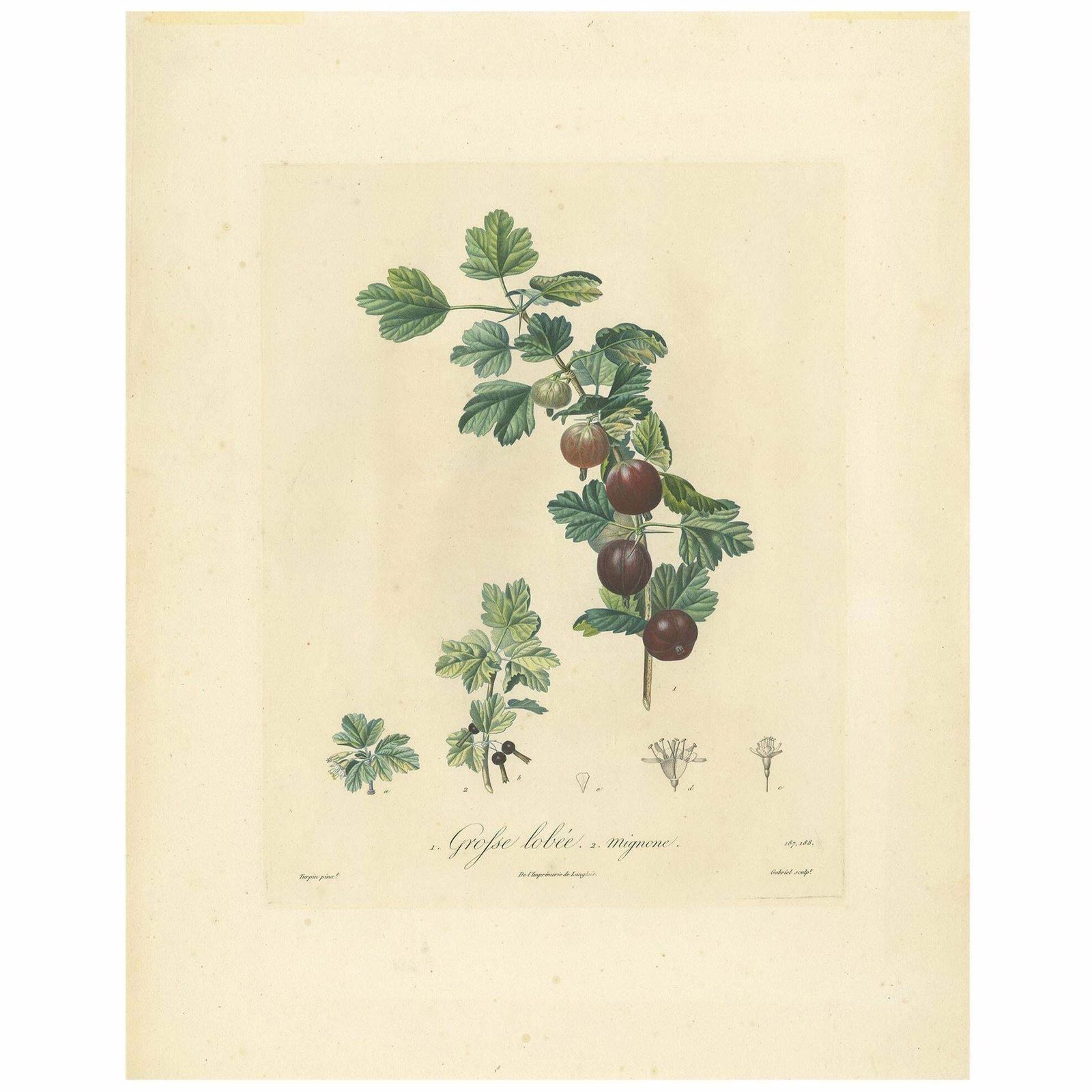Antique Print Of Gooseberry By Du Monceau, Circa 1820