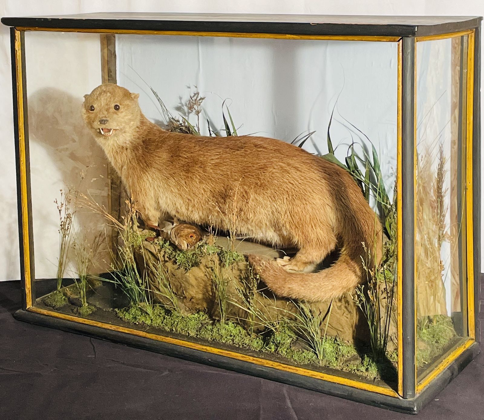 Fine Quality Taxidermy Cased Otter By J Dobson photo Home Decor