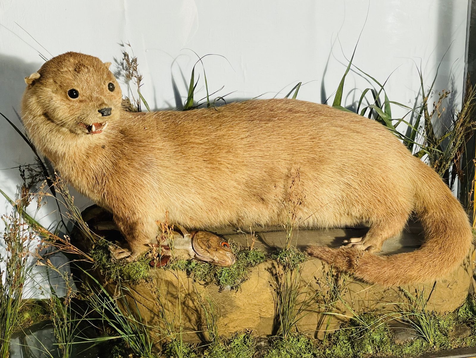 photo for sale Fine Quality Taxidermy Cased Otter By J Dobson