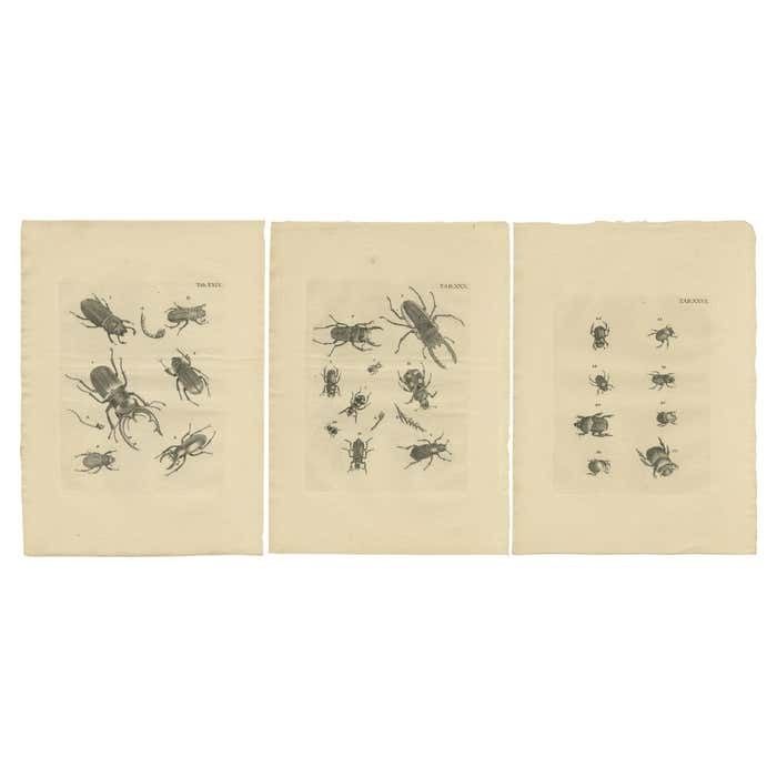 Set Of 3 Antique Prints Of Various Beetles