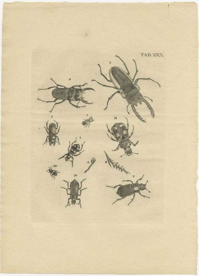 Set Of 3 Antique Prints Of Various Beetles photo for sale