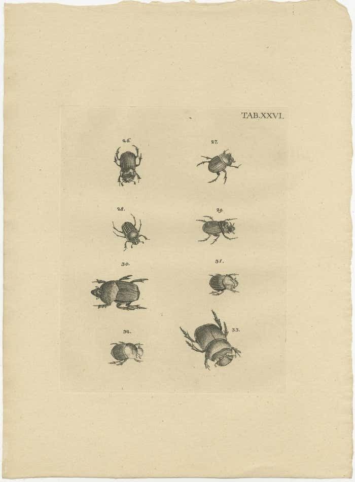 Set Of 3 Antique Prints Of Various Beetles photo Art