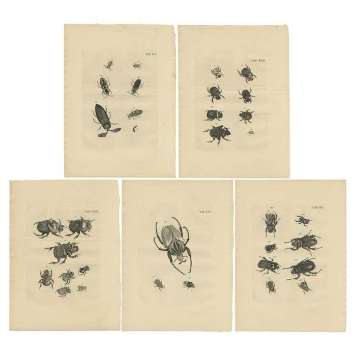 Set Of 5 Antique Prints Of Various Beetles