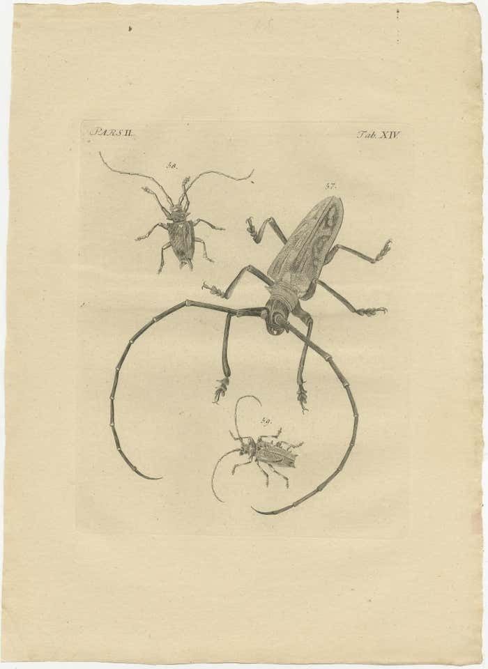 Set Of 2 Antique Prints Of Various Beetles photo furniture