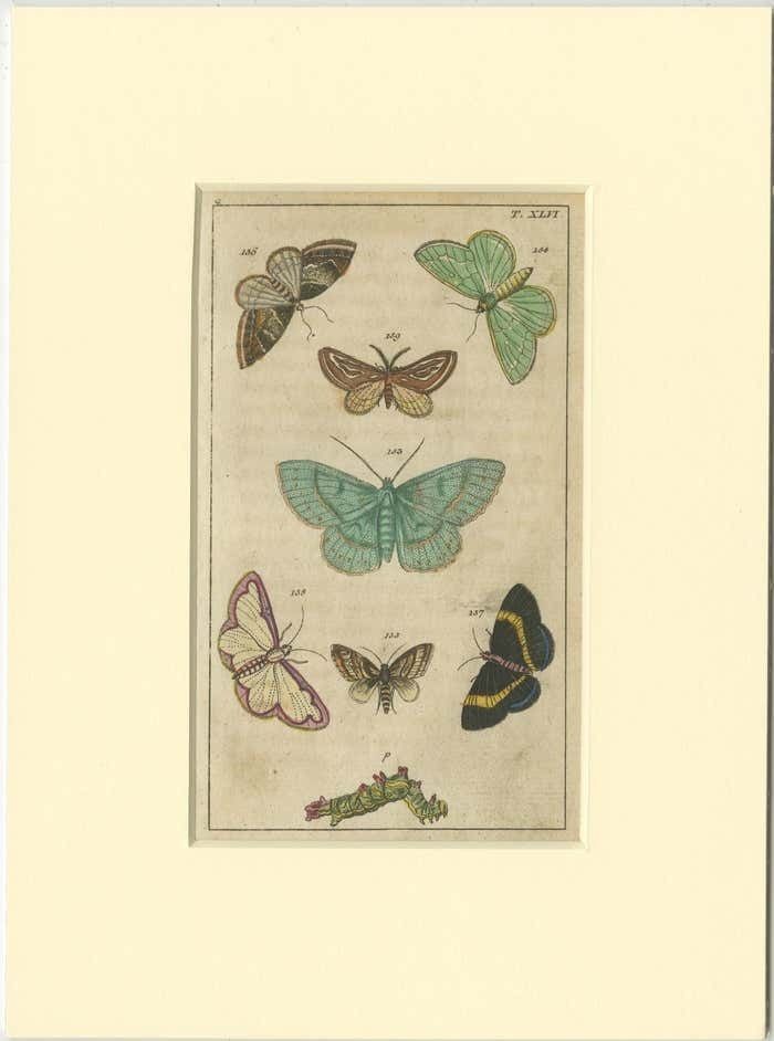 Set Of 6 Antique Butterfly Prints Also Showing Caterpillars And Pupae photo Art