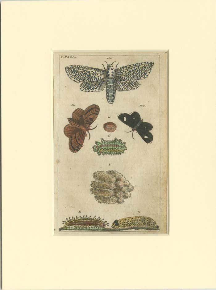Set Of 3 Antique Butterfly Prints Also Showing Caterpillars And Pupae photo furniture