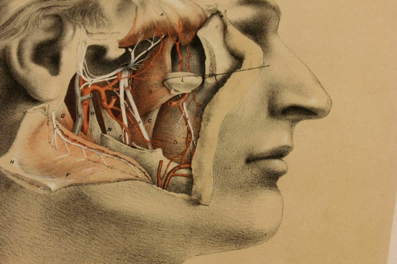 G Ellis 1864 Illustration Of Dissection The Face. Anatomy Lithograph photo Art
