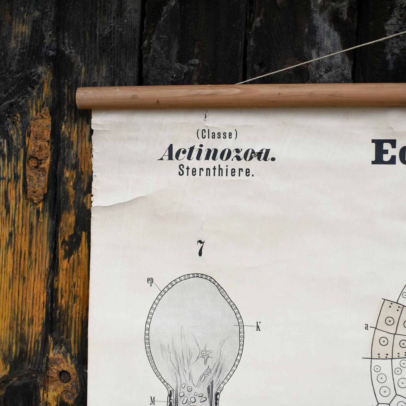 Antique 1890 N81 Leuckart Nitches Fischer Sea Urchin Scientific Chart Poster photo vinterior