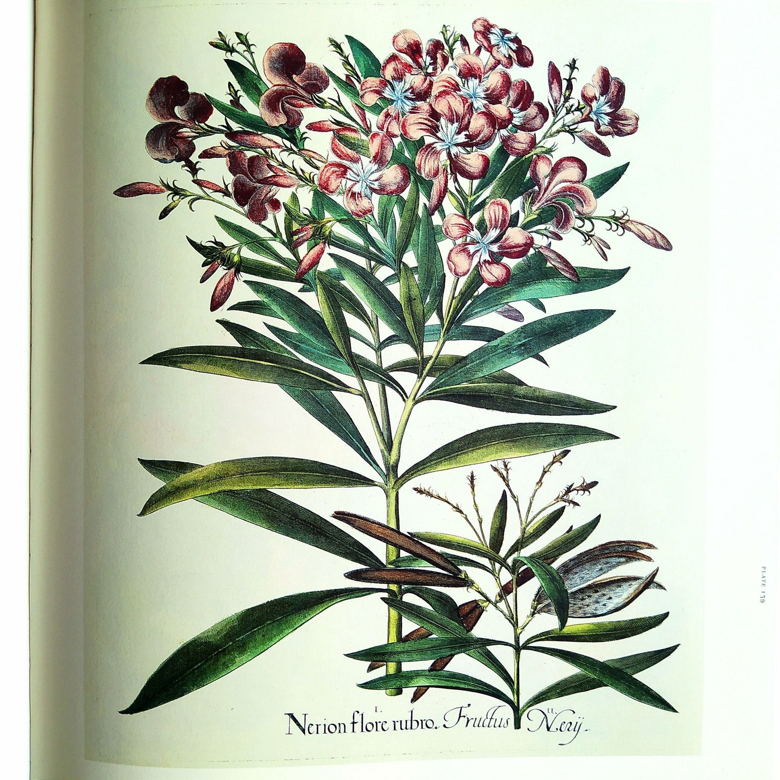 1st.Edition Botanical Book.Tha Garden At Eichstatt Botanical Illustration Book photo vintage