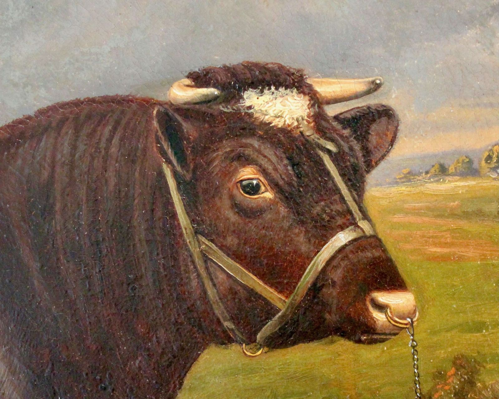 Shorthorn Bull Oil Painting: Castleton Style photo 5875.0