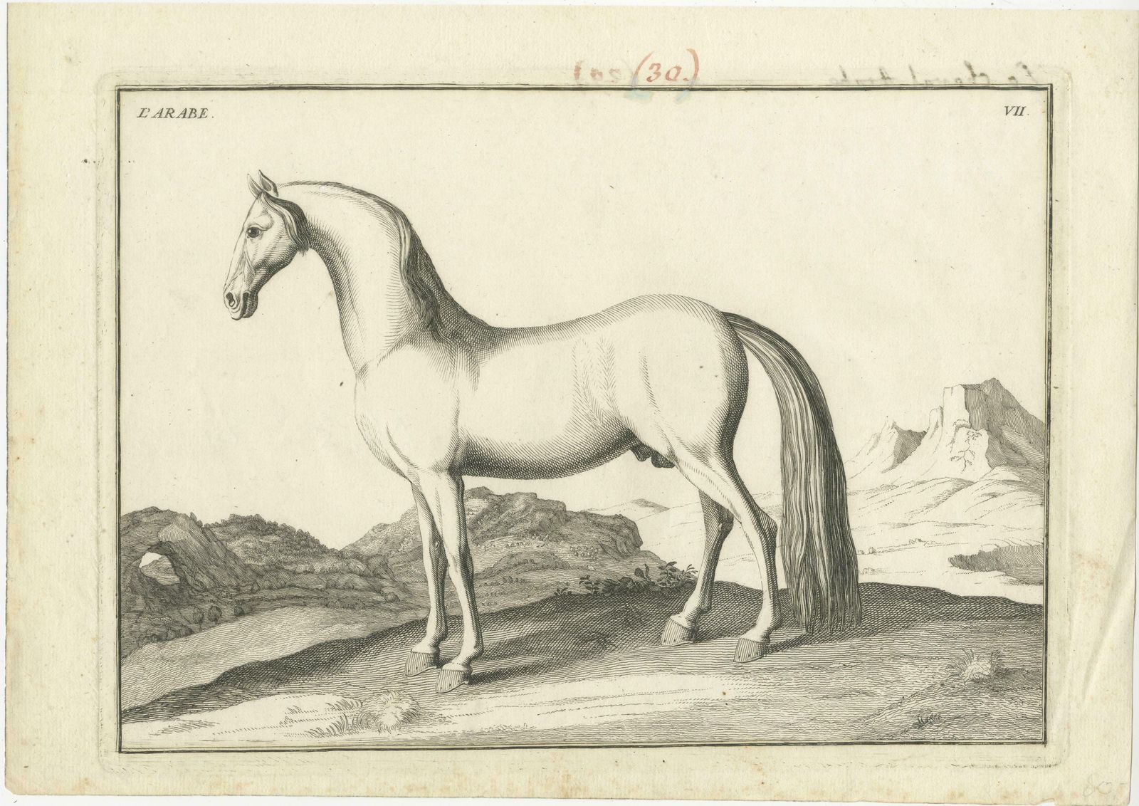 Set Of 2 Antique Horse Prints: L'arabe & Le Barbe photo furniture