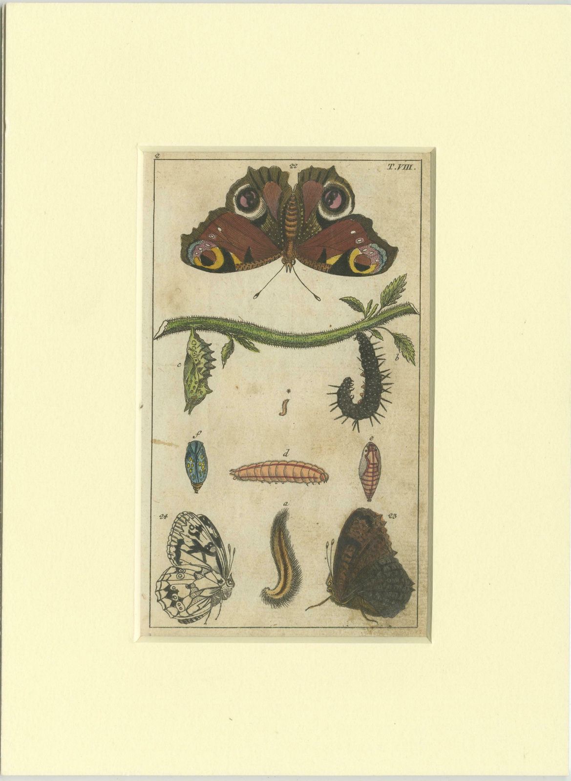 Set Of 4 Antique Butterfly Prints Also Showing Caterpillars And Pupae photo for sale