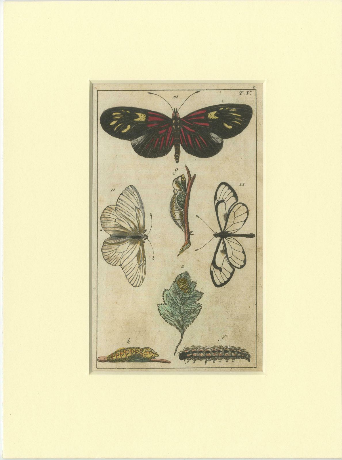 Set Of 4 Antique Butterfly Prints Also Showing Caterpillars And Pupae photo Art