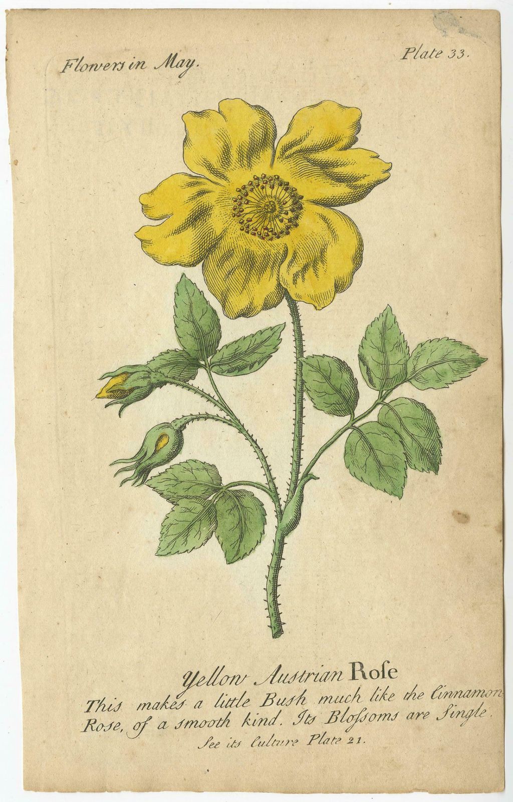 Antique Print Of The Yellow Austrian Rose, Cinnamon Rose And Orange Lilly, 1747 photo for sale