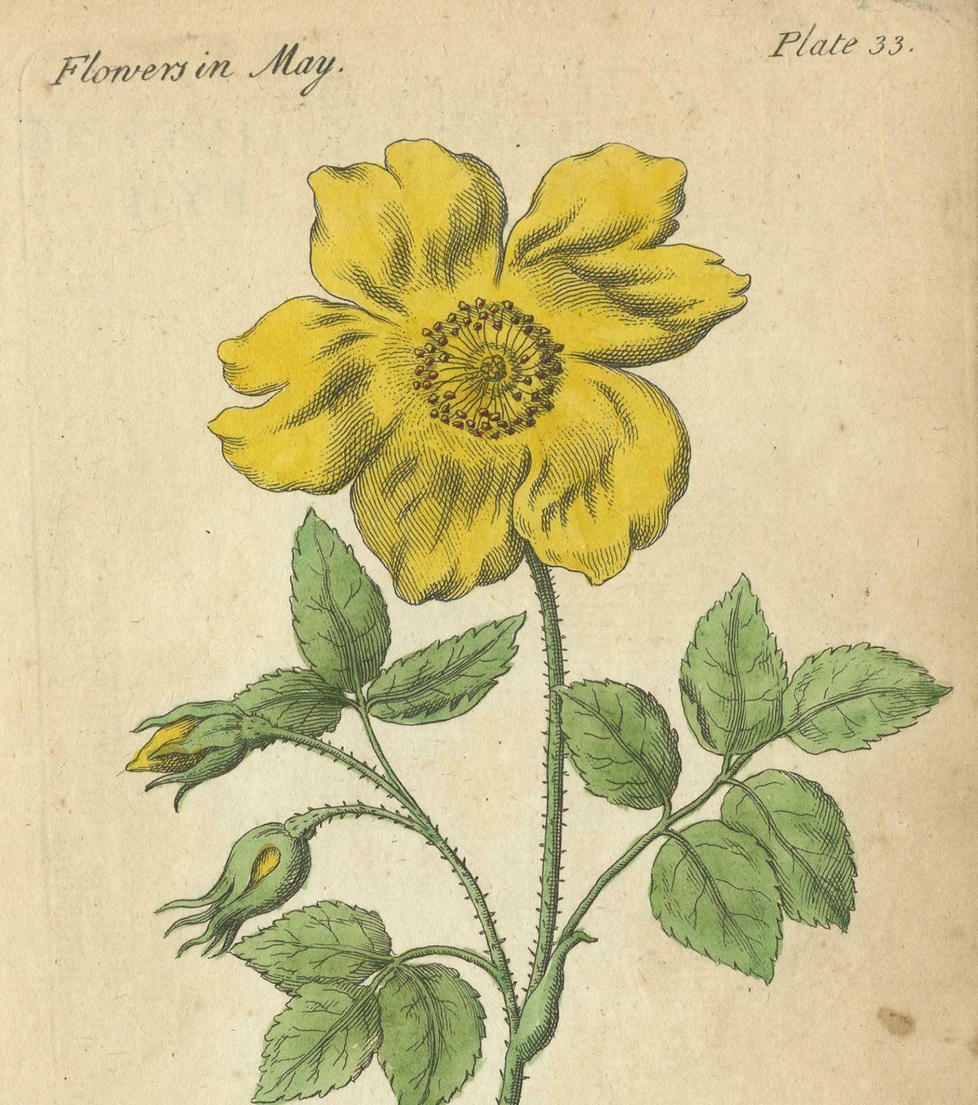 Antique Print Of The Yellow Austrian Rose, Cinnamon Rose And Orange Lilly, 1747 photo Art