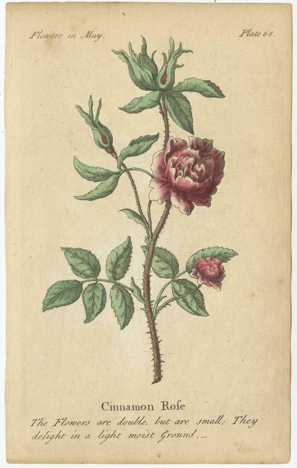 Antique Print Of The Yellow Austrian Rose, Cinnamon Rose And Orange Lilly, 1747 photo 707.0