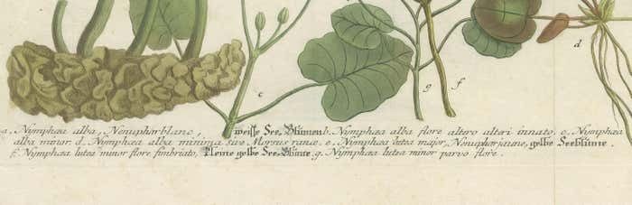 Aquatic Elegance: Water Lilies And Pond Plants In 18th Century Engraving, 1748 photo for sale