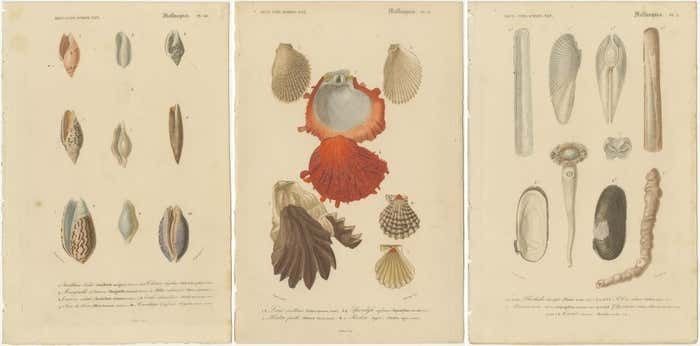 Aquatic Elegance: Molluscan Diversity Illustrated And Hand Colored In 1849