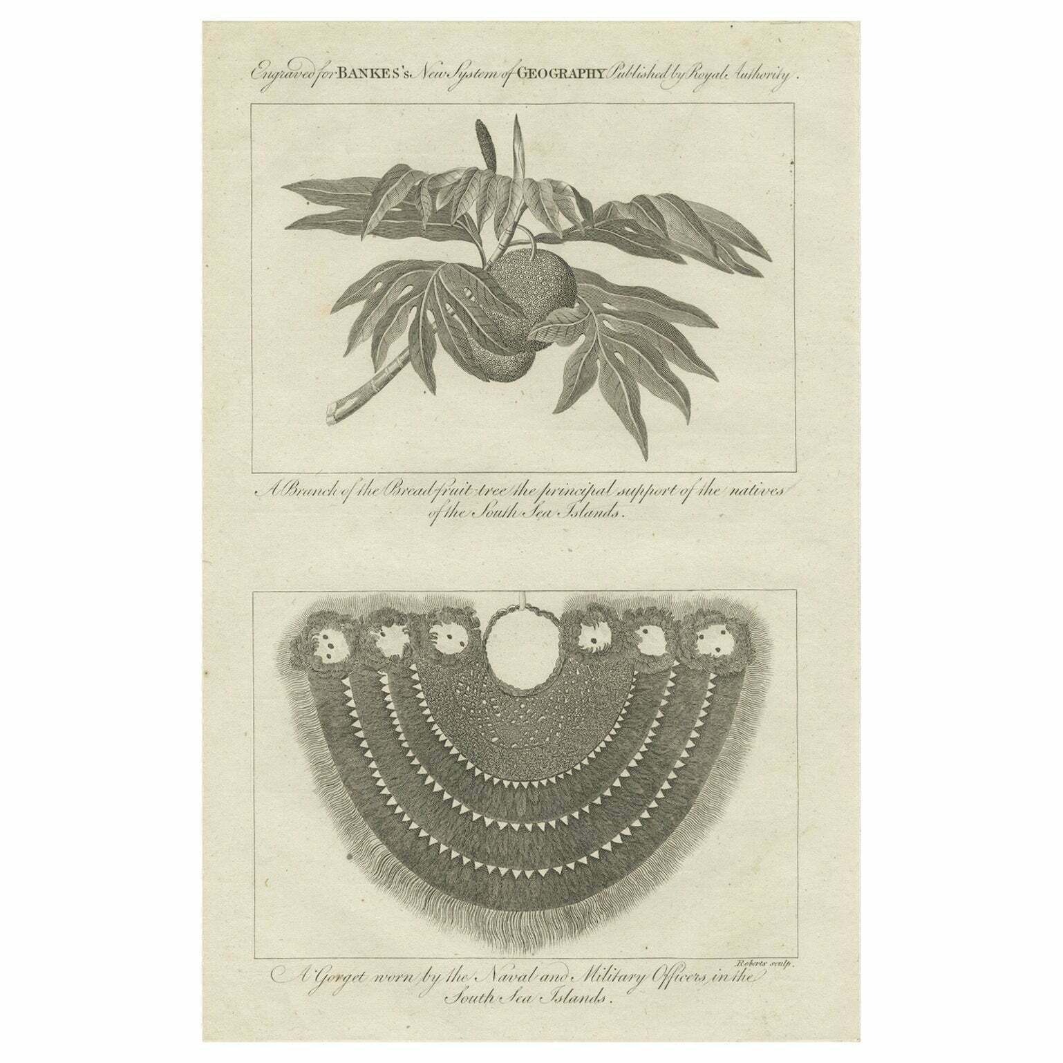 The Breadfruit Tree And Gorget: Symbols Of Life And Leadership In The Pacific