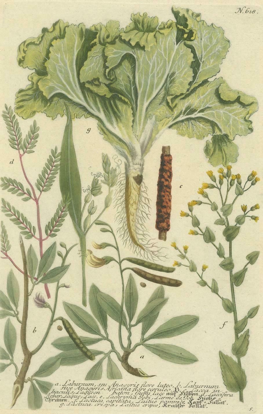 Botanical Splendor: Laburnum And Florae In 18th Century Etching, 1748 photo for sale