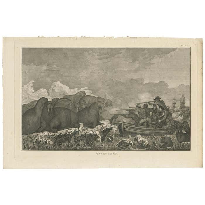 Antique Print Of Shooting Walruses By Cook, 1803