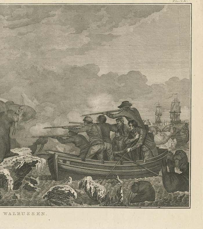 Antique Print Of Shooting Walruses By Cook, 1803 photo Art