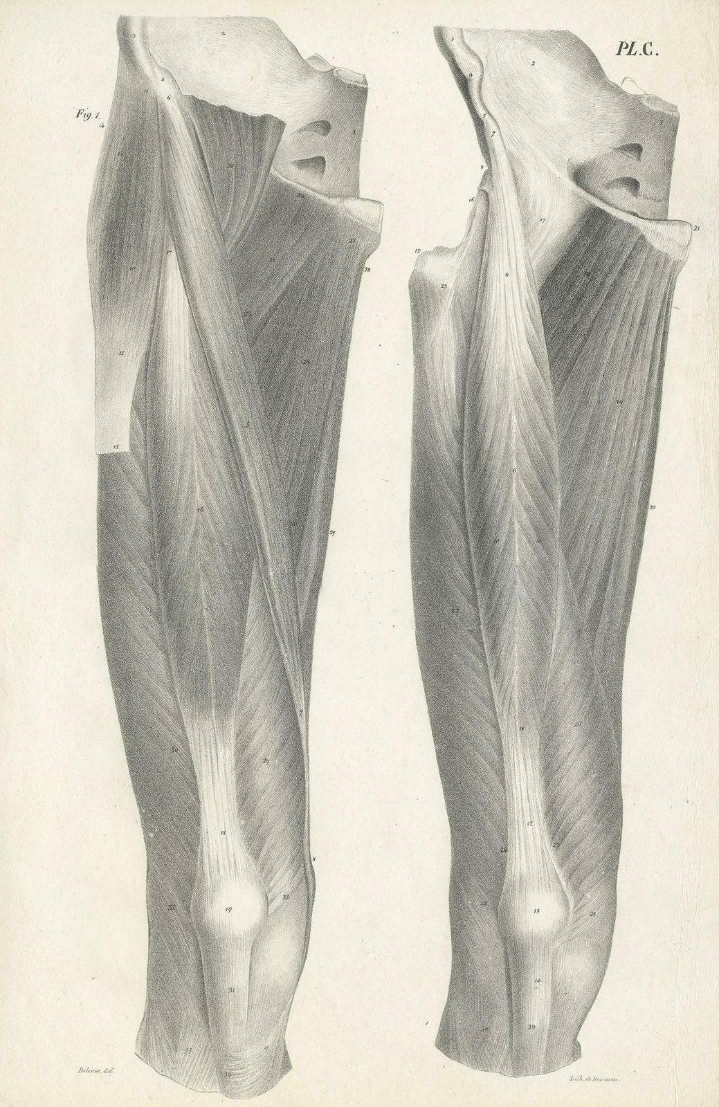 Pl. C Antique Anatomy / Medical Print Of The Thigh By Cloquet '1821 photo furniture