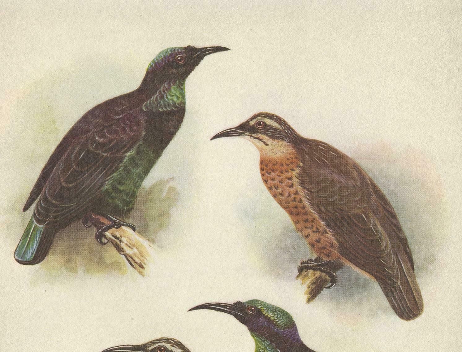 Antique Print Of The Queen Victoria Rifle Bird And The Rifle Bird, 1950 photo furniture
