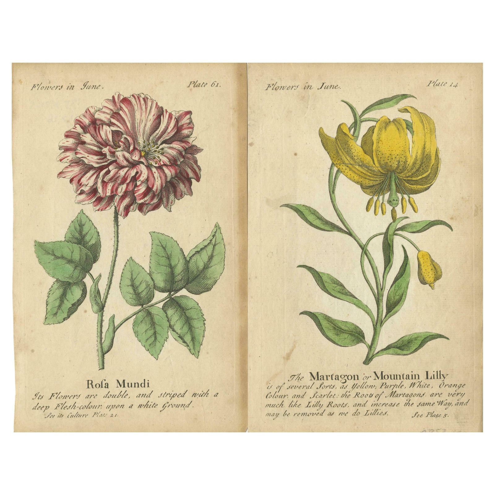 Antique Print Of The Mountain Lily And Rosa Mundi, 1747