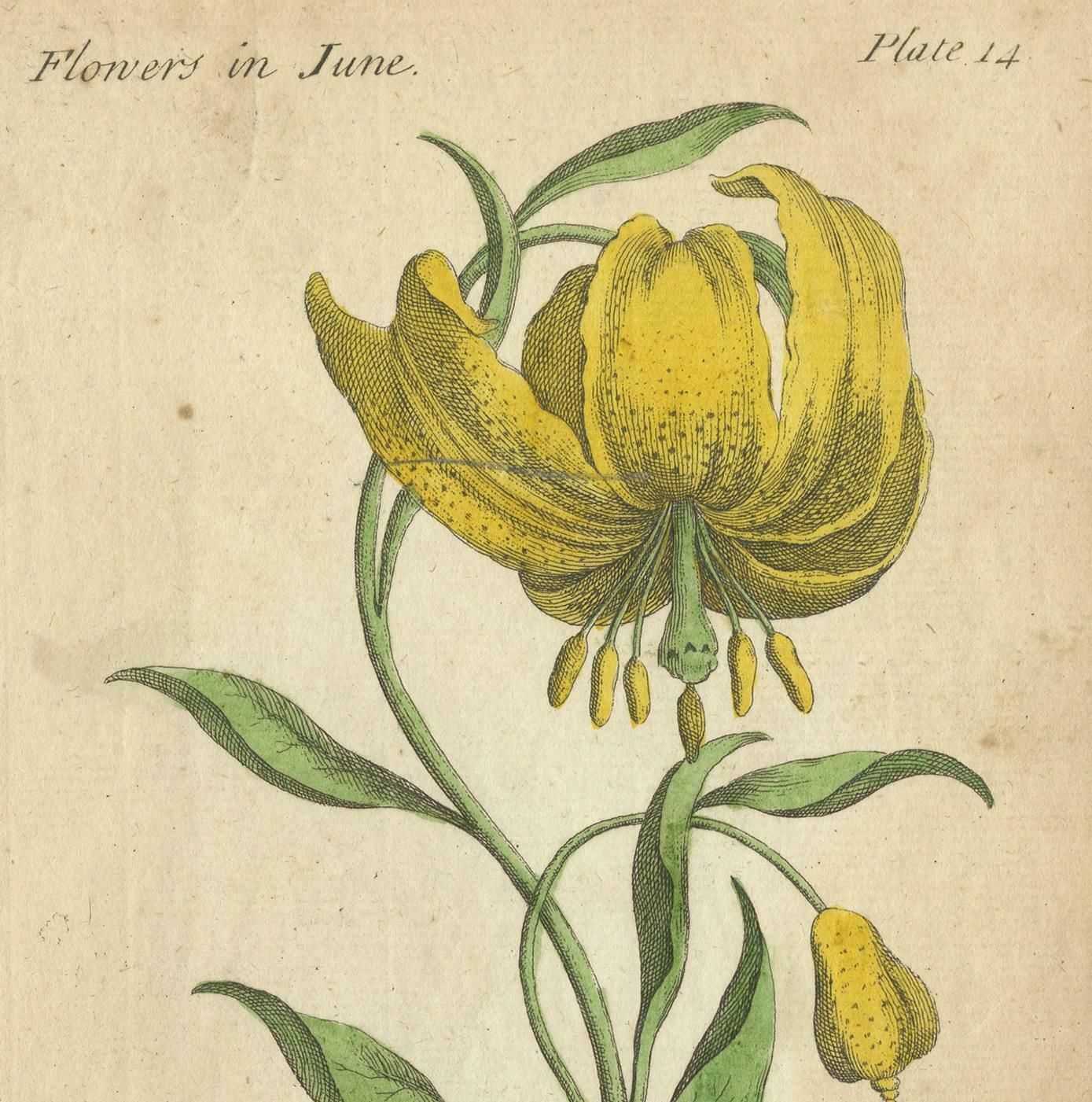 Antique Print Of The Mountain Lily And Rosa Mundi, 1747 photo for sale