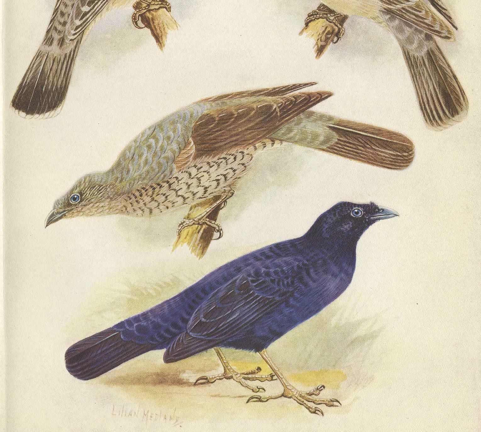 Antique Print Of The Great Bower Bird And The Satin Bower Bird '1950' photo for sale