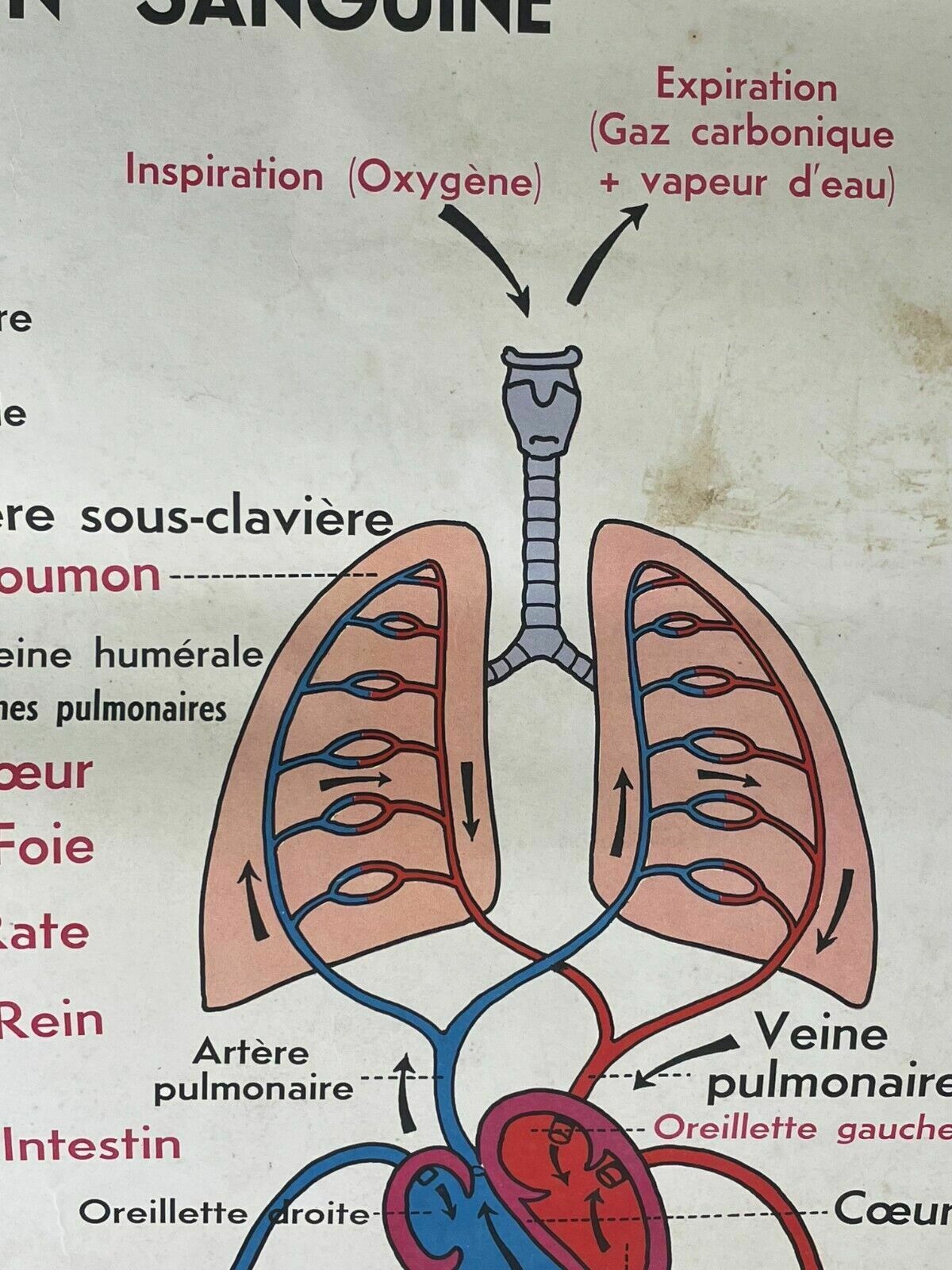Vintage French Rossignal Anatomical Medical Poster Circulation photo for sale