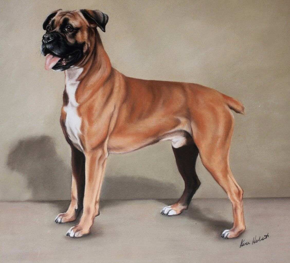 Boxer Dog Pastel Painting By Karen Herbert Animal Artist