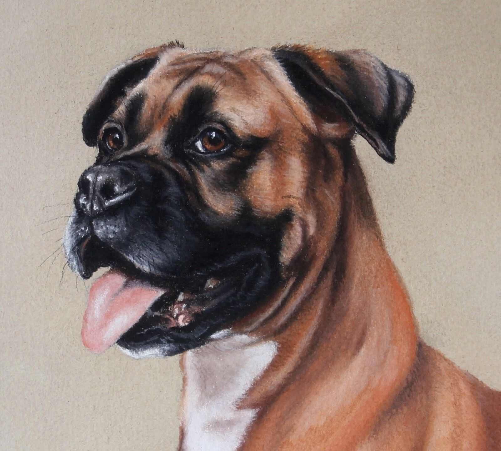 Boxer Dog Pastel Painting By Karen Herbert Animal Artist photo Art