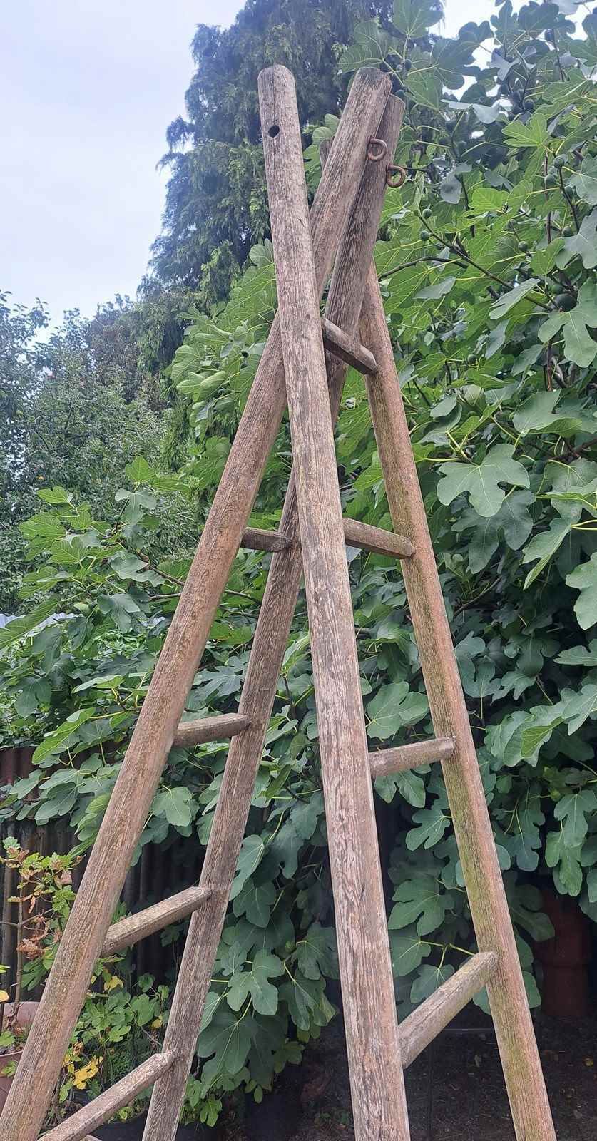 Single French 3 Metre Tall Orchard Ladder photo Home Decor