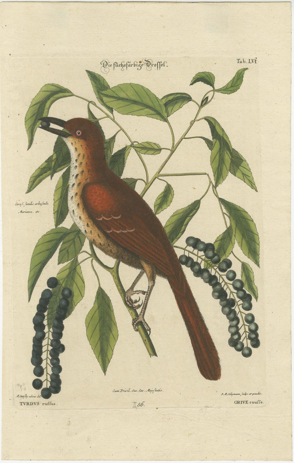 Original Antique Hand Colored Engraving Of The Fox Colored Thrush, 1749