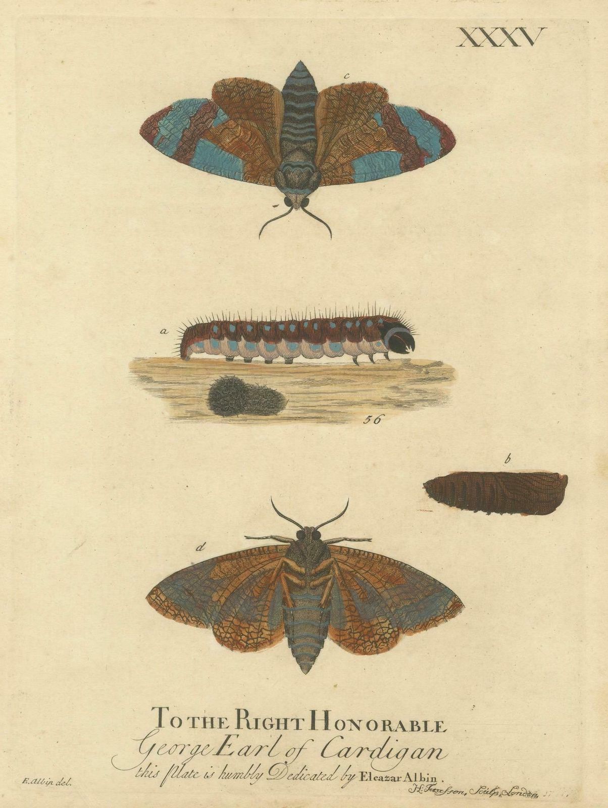 Moth Metamorphosis Dedicated To Earl Of Cardigan, 1724 photo furniture