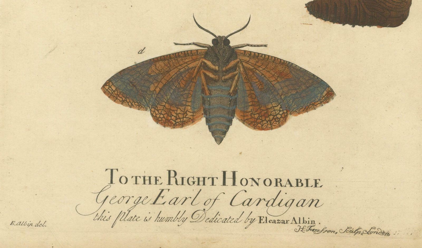 Moth Metamorphosis Dedicated To Earl Of Cardigan, 1724 photo for sale