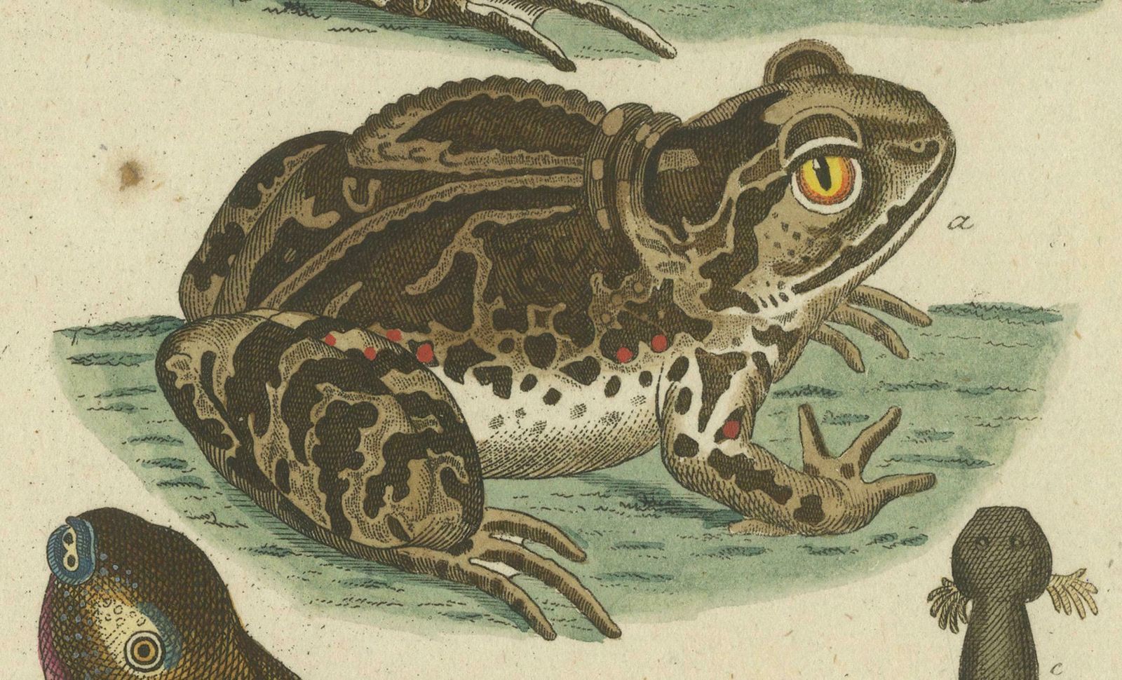 Natural History Illustrations: Amphibians, Reptiles, And Mammals, 1793 photo for sale