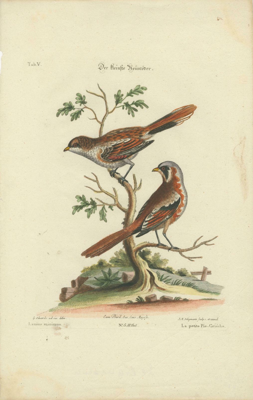 The Lesser Grey Shrike Bird In A Hand Colored Engraving, 1749 photo furniture