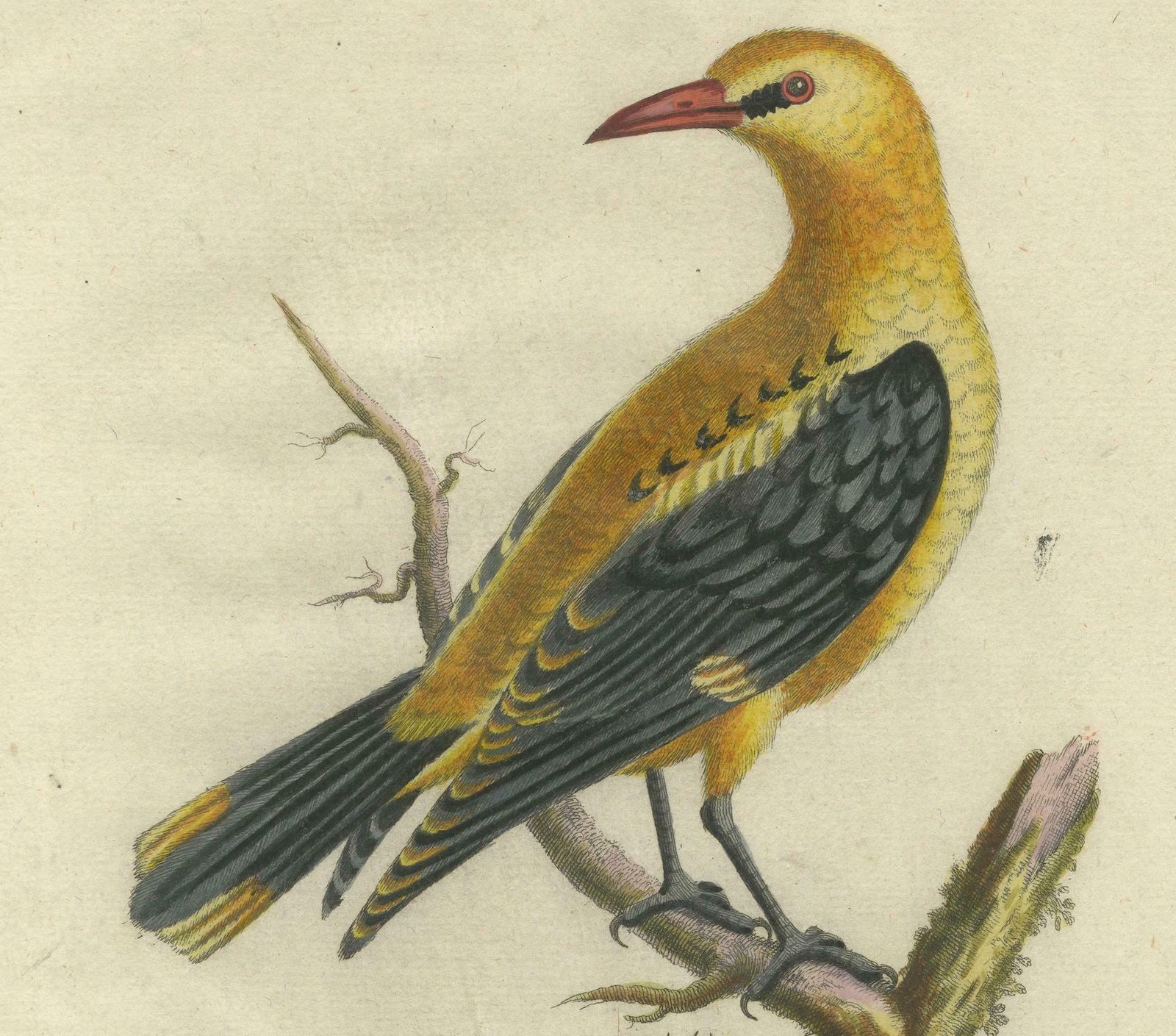 Regal Golden Thrush Perched, 18th Century Seligmann's Rare Bird Series, 1749 photo 752.0