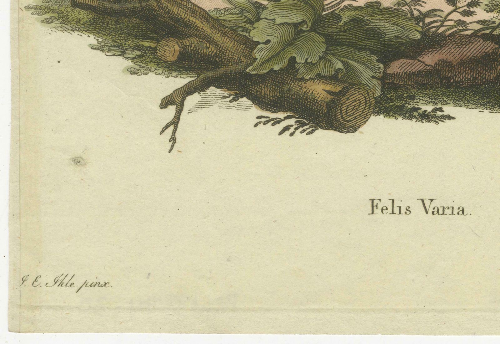 The Varied Panther Of Nature's Palette In A Hand Colored Engraving, Crica 1850 photo for sale