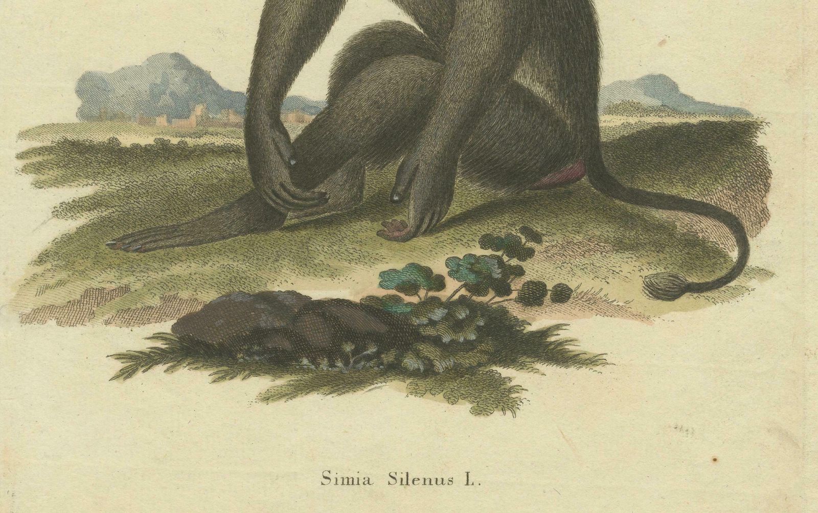 Lion Tailed Macaque   A Portrait Of Wild Majesty Engraved, Circa 1850 photo 174.0