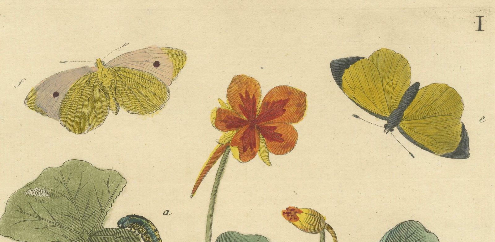 Elephant Hawk Moth And Bedstraw From A Natural History Of English Insects, 1749 photo furniture