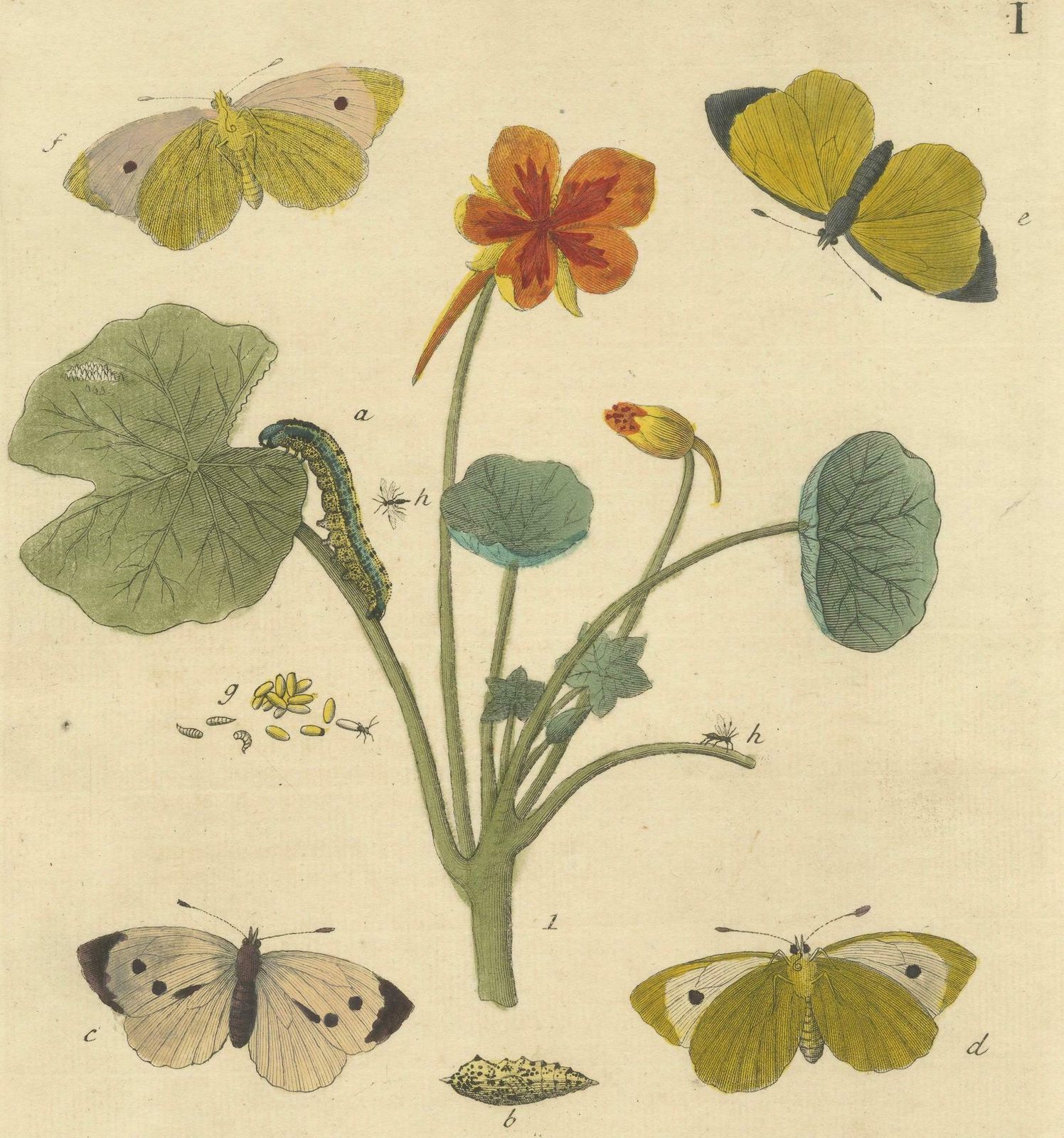 Elephant Hawk Moth And Bedstraw From A Natural History Of English Insects, 1749 photo 283.0