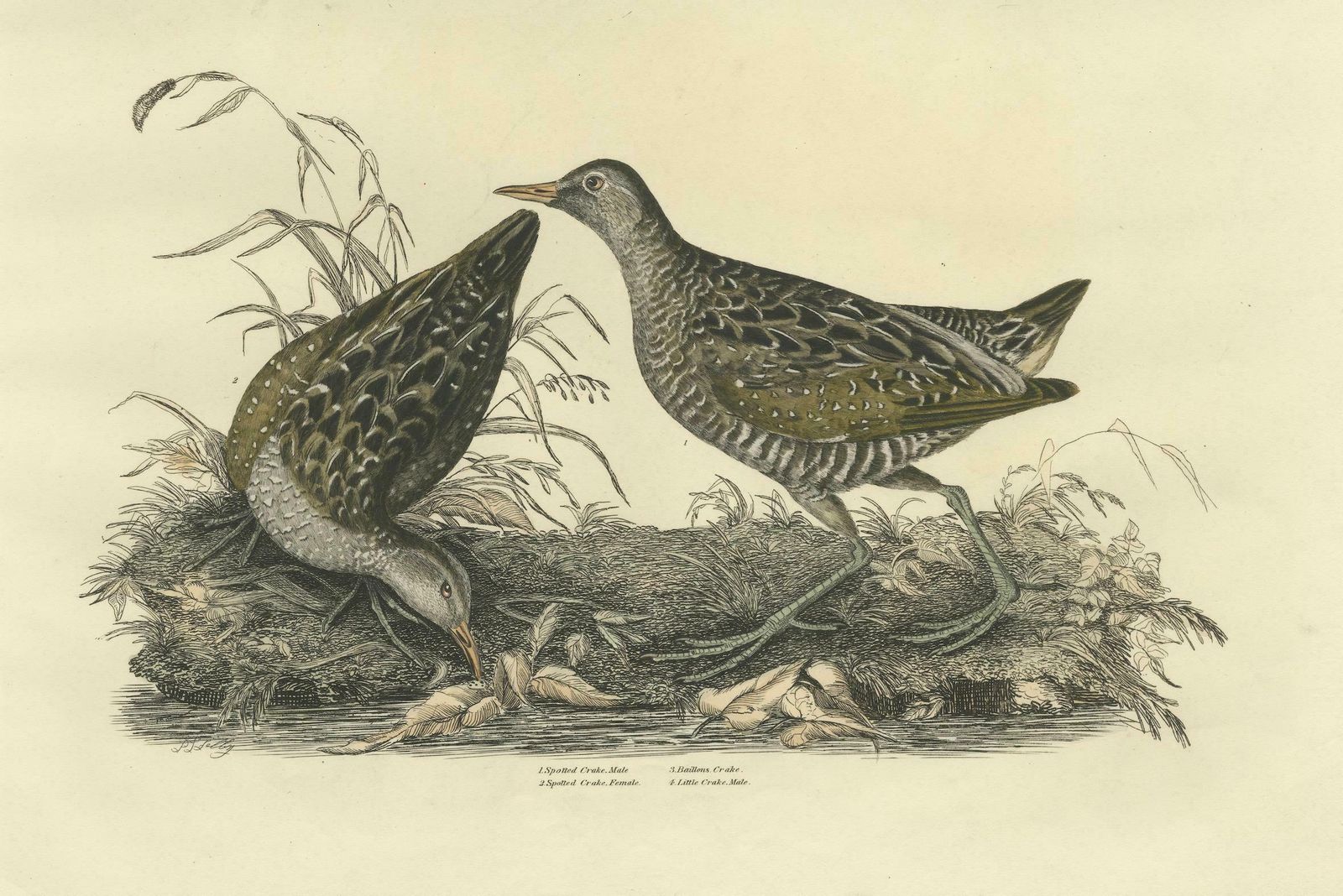 Selby's Large Illustrations Of Crakes: Varieties And Gender Dimorphism, 1826 photo Art