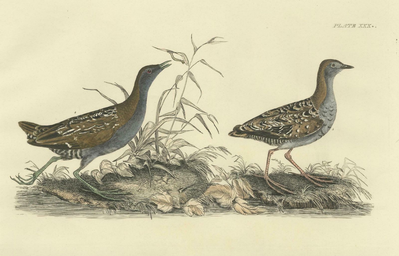 Selby's Large Illustrations Of Crakes: Varieties And Gender Dimorphism, 1826 photo 1307.0